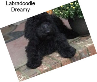 Labradoodle Dreamy