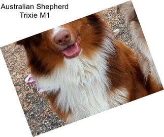 Australian Shepherd Trixie M1