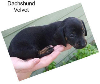 Dachshund Velvet