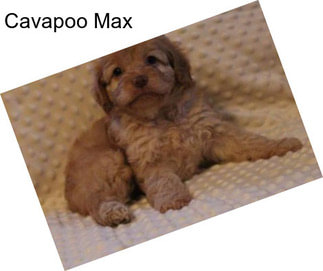 Cavapoo Max