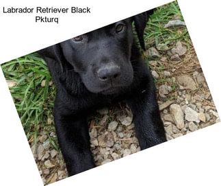 Labrador Retriever Black Pkturq