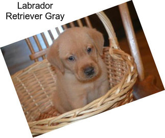 Labrador Retriever Gray