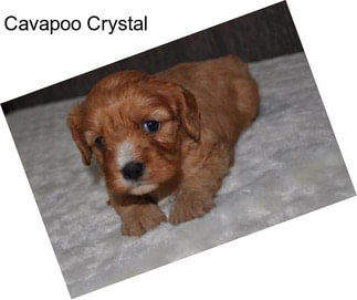 Cavapoo Crystal