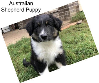 Australian Shepherd Puppy