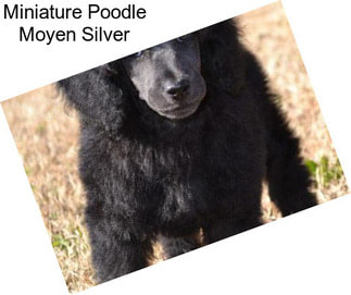 Miniature Poodle Moyen Silver