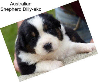 Australian Shepherd Dilly-akc