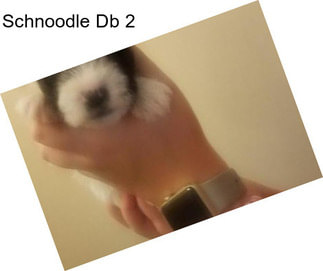 Schnoodle Db 2