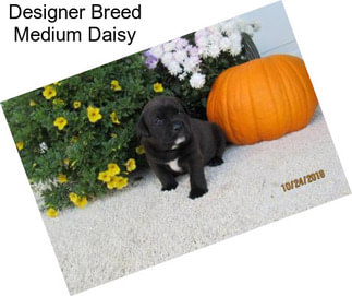 Designer Breed Medium Daisy