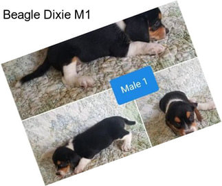 Beagle Dixie M1