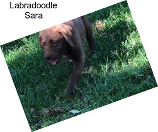 Labradoodle Sara