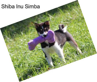 Shiba Inu Simba