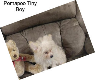 Pomapoo Tiny Boy