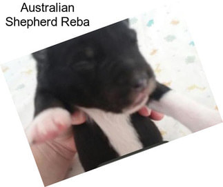 Australian Shepherd Reba