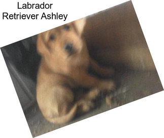 Labrador Retriever Ashley