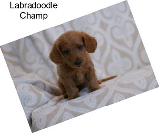 Labradoodle Champ