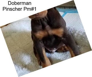 Doberman Pinscher Pm#1