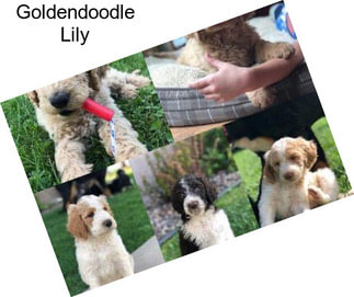 Goldendoodle Lily