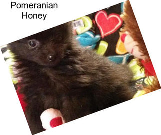 Pomeranian Honey