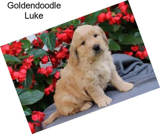 Goldendoodle Luke