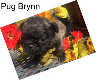 Pug Brynn