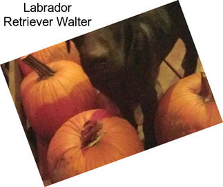 Labrador Retriever Walter