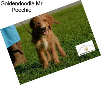 Goldendoodle Mr Poochie