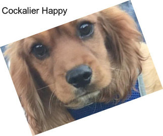 Cockalier Happy