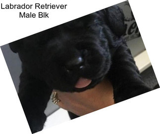 Labrador Retriever Male Blk