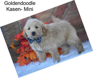 Goldendoodle Kasen- Mini