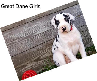 Great Dane Girls