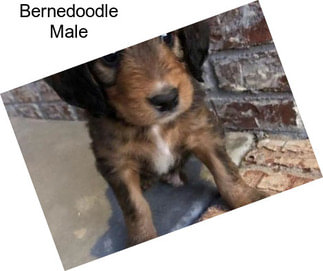 Bernedoodle Male