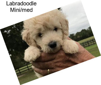 Labradoodle Mini/med
