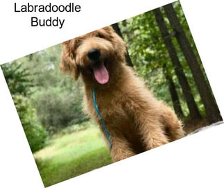 Labradoodle Buddy