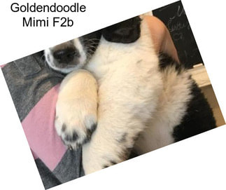 Goldendoodle Mimi F2b