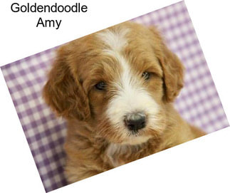 Goldendoodle Amy