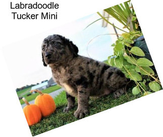 Labradoodle Tucker Mini