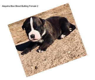 Alapaha Blue Blood Bulldog Female 2