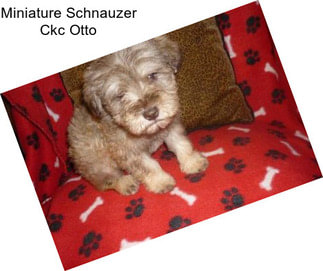 Miniature Schnauzer Ckc Otto