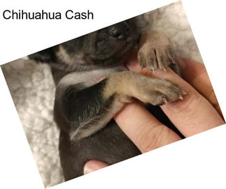 Chihuahua Cash