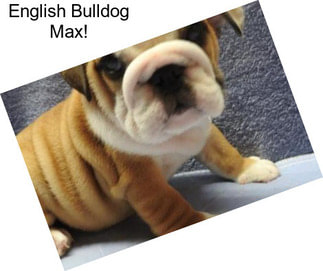 English Bulldog Max!