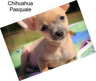 Chihuahua Pasquale