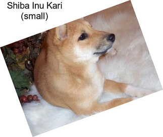 Shiba Inu Kari (small)