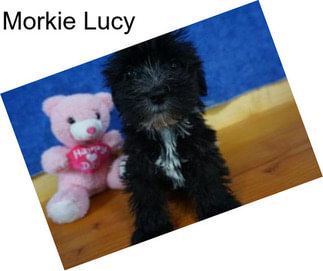 Morkie Lucy