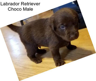 Labrador Retriever Choco Male