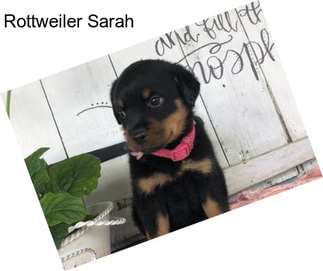 Rottweiler Sarah