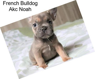 French Bulldog Akc Noah