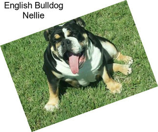 English Bulldog Nellie