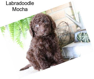 Labradoodle Mocha