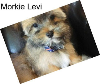 Morkie Levi