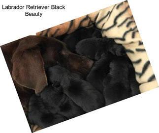 Labrador Retriever Black Beauty